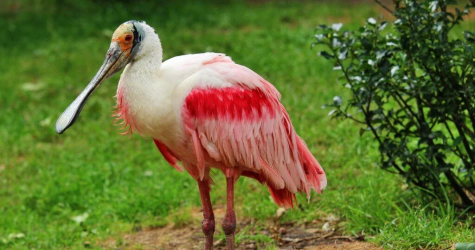 10 Datos Divertidos Sobre Orlando